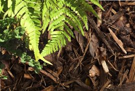 Bark Mulch protecting plants and maintaining moisture