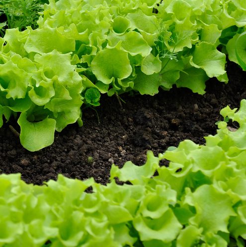 Lettuce bed - grow your own