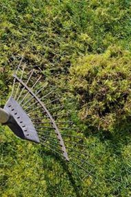 Scarifying a lawn manually with a spring tined rake